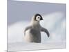 Emperor Penguin Chick in Antarctica-Paul Souders-Mounted Photographic Print