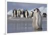 Emperor Penguin Chick in Antarctica-null-Framed Photographic Print