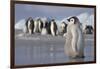 Emperor Penguin Chick in Antarctica-null-Framed Photographic Print