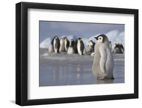 Emperor Penguin Chick in Antarctica-null-Framed Photographic Print