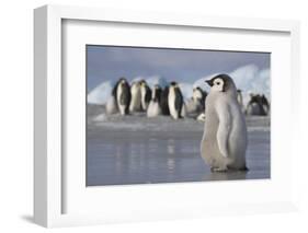 Emperor Penguin Chick in Antarctica-null-Framed Photographic Print