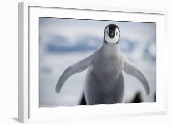 Emperor Penguin Chick in Antarctica-null-Framed Photographic Print