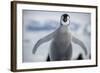 Emperor Penguin Chick in Antarctica-null-Framed Photographic Print