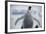 Emperor Penguin Chick in Antarctica-null-Framed Photographic Print