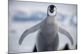Emperor Penguin Chick in Antarctica-null-Mounted Photographic Print