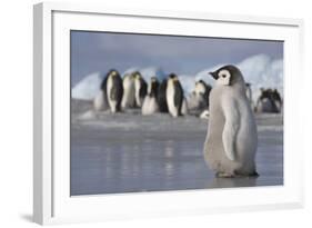 Emperor Penguin Chick in Antarctica-null-Framed Photographic Print