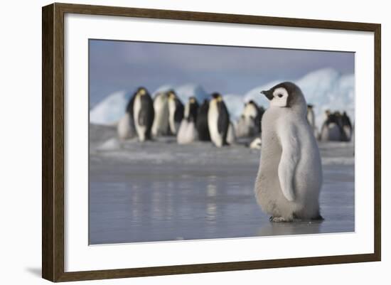 Emperor Penguin Chick in Antarctica-null-Framed Photographic Print