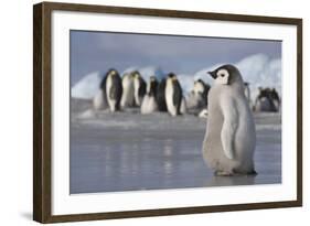 Emperor Penguin Chick in Antarctica-null-Framed Photographic Print