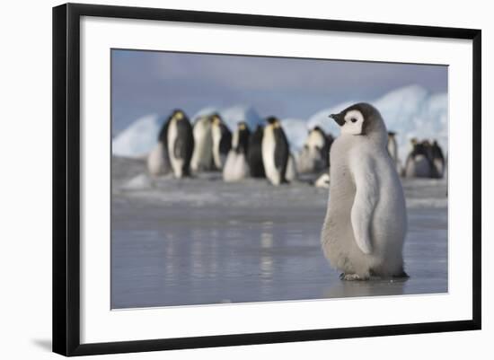 Emperor Penguin Chick in Antarctica-null-Framed Photographic Print