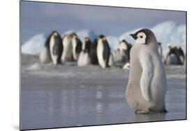 Emperor Penguin Chick in Antarctica-null-Mounted Photographic Print