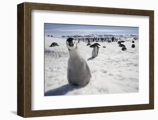 Emperor Penguin Chick in Antarctica-Paul Souders-Framed Photographic Print