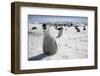 Emperor Penguin Chick in Antarctica-Paul Souders-Framed Photographic Print