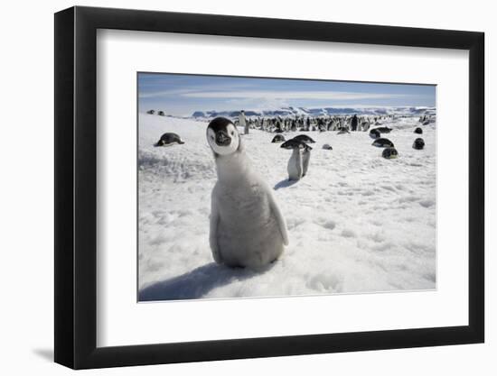 Emperor Penguin Chick in Antarctica-Paul Souders-Framed Photographic Print