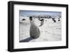 Emperor Penguin Chick in Antarctica-Paul Souders-Framed Photographic Print