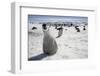 Emperor Penguin Chick in Antarctica-Paul Souders-Framed Photographic Print