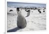 Emperor Penguin Chick in Antarctica-Paul Souders-Framed Photographic Print