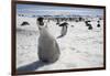 Emperor Penguin Chick in Antarctica-Paul Souders-Framed Photographic Print