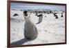 Emperor Penguin Chick in Antarctica-Paul Souders-Framed Photographic Print