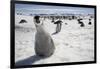 Emperor Penguin Chick in Antarctica-Paul Souders-Framed Photographic Print