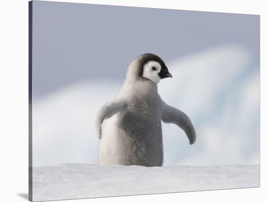 Emperor Penguin Chick in Antarctica-Paul Souders-Stretched Canvas