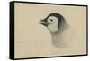 Emperor Penguin, Chick in Down, from Cape Crozier (Taken Alive), the Largest, Oct 1902-Edward Adrian Wilson-Framed Stretched Canvas