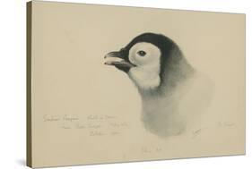 Emperor Penguin, Chick in Down, from Cape Crozier (Taken Alive), the Largest, Oct 1902-Edward Adrian Wilson-Stretched Canvas