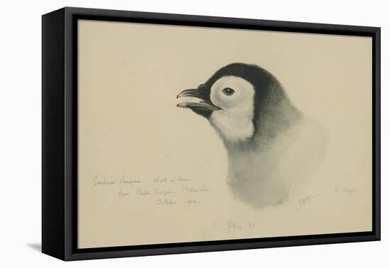 Emperor Penguin, Chick in Down, from Cape Crozier (Taken Alive), the Largest, Oct 1902-Edward Adrian Wilson-Framed Stretched Canvas