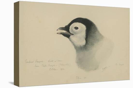 Emperor Penguin, Chick in Down, from Cape Crozier (Taken Alive), the Largest, Oct 1902-Edward Adrian Wilson-Stretched Canvas