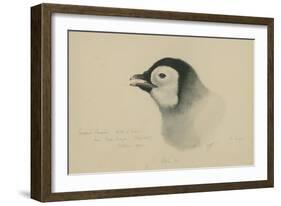 Emperor Penguin, Chick in Down, from Cape Crozier (Taken Alive), the Largest, Oct 1902-Edward Adrian Wilson-Framed Giclee Print