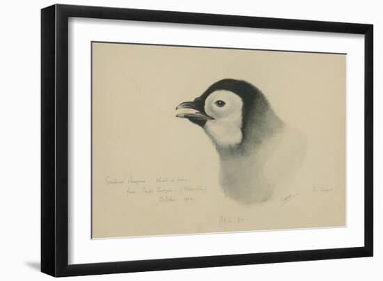 Emperor Penguin, Chick in Down, from Cape Crozier (Taken Alive), the Largest, Oct 1902-Edward Adrian Wilson-Framed Giclee Print