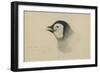 Emperor Penguin, Chick in Down, from Cape Crozier (Taken Alive), the Largest, Oct 1902-Edward Adrian Wilson-Framed Giclee Print