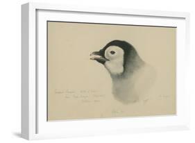 Emperor Penguin, Chick in Down, from Cape Crozier (Taken Alive), the Largest, Oct 1902-Edward Adrian Wilson-Framed Giclee Print