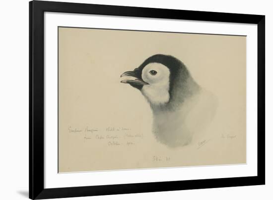 Emperor Penguin, Chick in Down, from Cape Crozier (Taken Alive), the Largest, Oct 1902-Edward Adrian Wilson-Framed Giclee Print