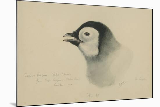 Emperor Penguin, Chick in Down, from Cape Crozier (Taken Alive), the Largest, Oct 1902-Edward Adrian Wilson-Mounted Giclee Print