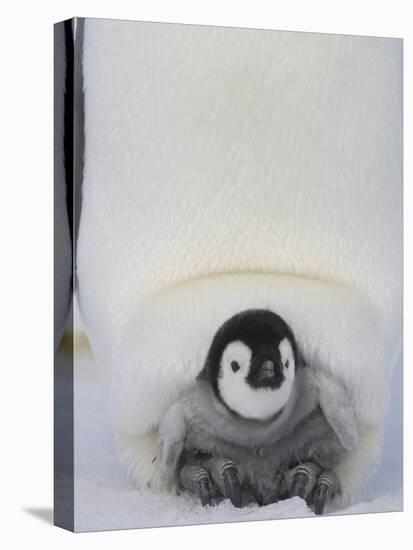 Emperor Penguin Chick on Mother's Feet-Paul Souders-Stretched Canvas