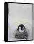 Emperor Penguin Chick on Mother's Feet-Paul Souders-Framed Stretched Canvas