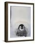 Emperor Penguin Chick on Mother's Feet-Paul Souders-Framed Photographic Print