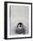 Emperor Penguin Chick on Mother's Feet-Paul Souders-Framed Photographic Print