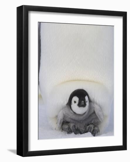 Emperor Penguin Chick on Mother's Feet-Paul Souders-Framed Photographic Print