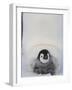 Emperor Penguin Chick on Mother's Feet-Paul Souders-Framed Photographic Print