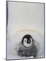 Emperor Penguin Chick on Mother's Feet-Paul Souders-Mounted Photographic Print