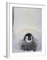 Emperor Penguin Chick on Mother's Feet-Paul Souders-Framed Photographic Print