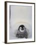 Emperor Penguin Chick on Mother's Feet-Paul Souders-Framed Photographic Print