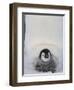 Emperor Penguin Chick on Mother's Feet-Paul Souders-Framed Photographic Print
