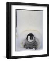 Emperor Penguin Chick on Mother's Feet-Paul Souders-Framed Photographic Print