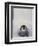 Emperor Penguin Chick on Mother's Feet-Paul Souders-Framed Photographic Print