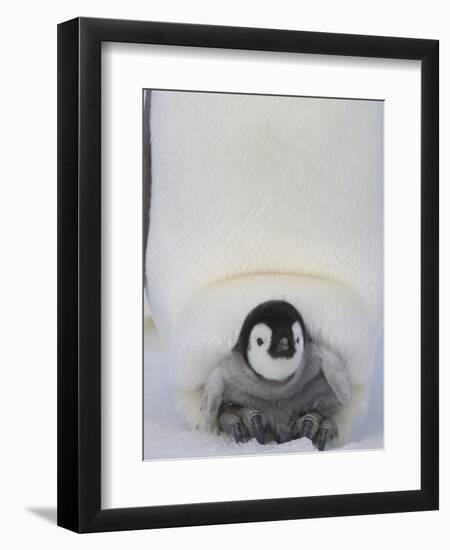 Emperor Penguin Chick on Mother's Feet-Paul Souders-Framed Photographic Print