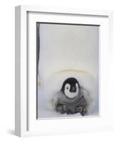 Emperor Penguin Chick on Mother's Feet-Paul Souders-Framed Photographic Print