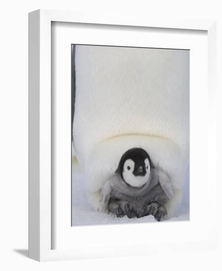 Emperor Penguin Chick on Mother's Feet-Paul Souders-Framed Photographic Print