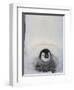 Emperor Penguin Chick on Mother's Feet-Paul Souders-Framed Photographic Print
